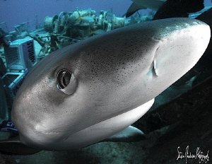 Eyes ready for protection, These Reef Sharks moved with p... by Steven Anderson 